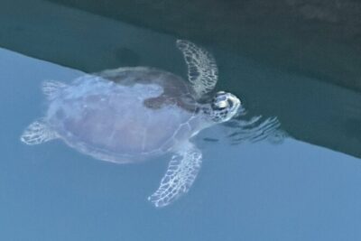 Dolphin, Manatee and SeaTurtle SUP Adventure Tour of St Augustine