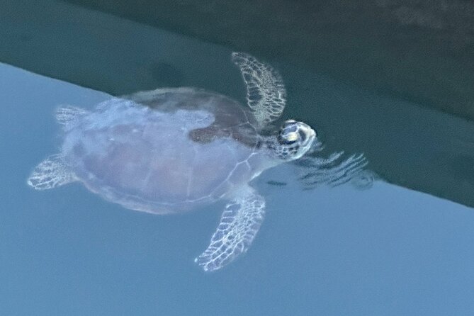Dolphin, Manatee and SeaTurtle SUP Adventure Tour of St Augustine - Paddling toward Anastasia State Park