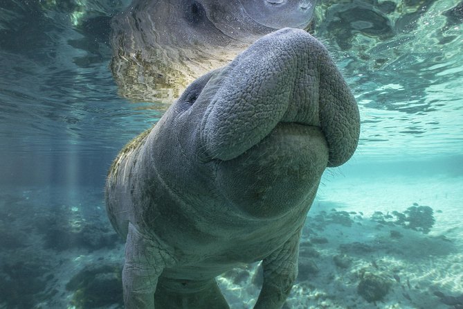Dolphin & Manatee Kayaking Tour in Orlando Area - Starting at Haulover Canal near Cape Canaveral