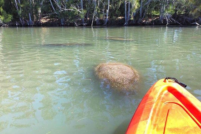 Dolphin & Manatee Kayaking Tour in Orlando Area - Paddling into the Indian River