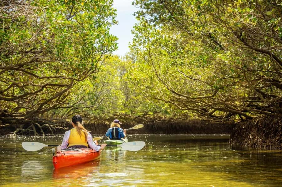 Dolphin Sanctuary and Ships Graveyard Kayak Tour - Key points to know before booking