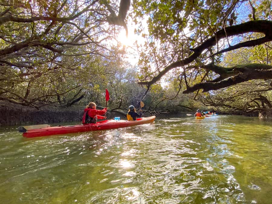 Dolphin Sanctuary and Ships Graveyard Kayak Tour - Why this Adelaide kayak trip feels different