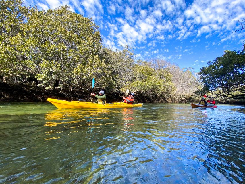 Dolphin Sanctuary and Ships Graveyard Kayak Tour - Through the mangroves and sheltered creeks