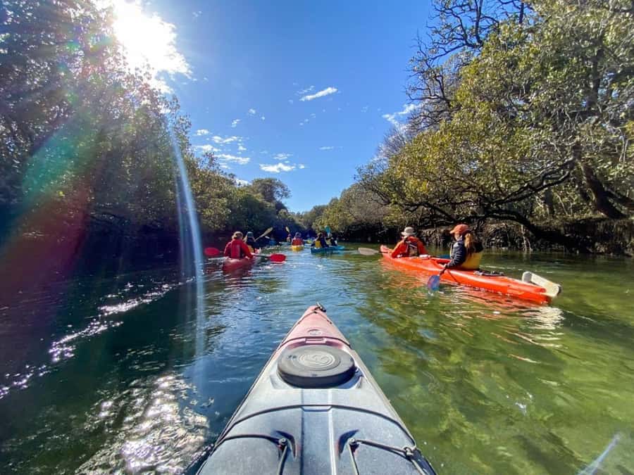 Dolphin Sanctuary and Ships Graveyard Kayak Tour - Looking for dolphins on the Port River
