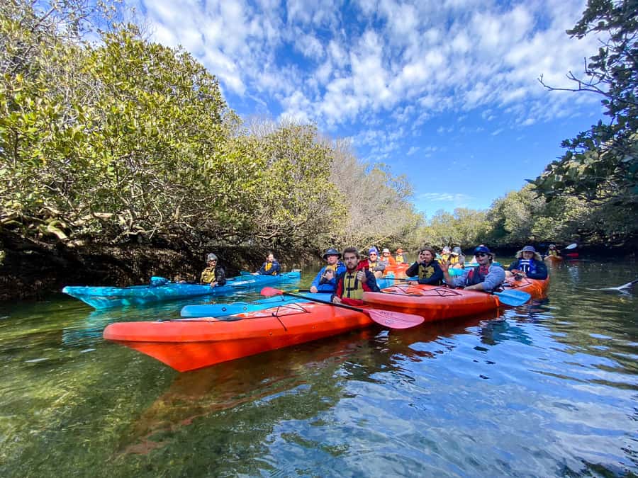 Dolphin Sanctuary and Ships Graveyard Kayak Tour - Is $55 good value?