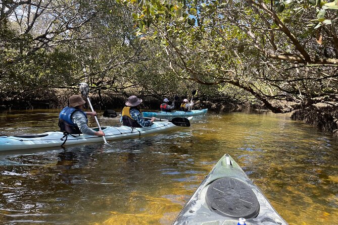 Dolphin Sanctuary Kayak Tour Adelaide - What makes this three-hour paddle worth considering