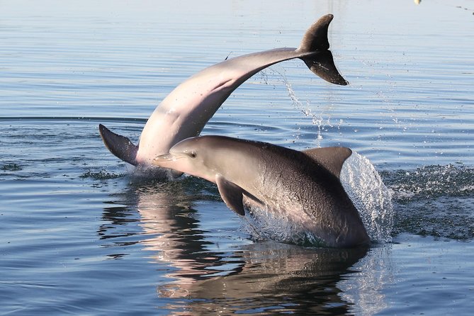 Dolphin Sanctuary Kayak Tour Adelaide - How hard is the kayaking?
