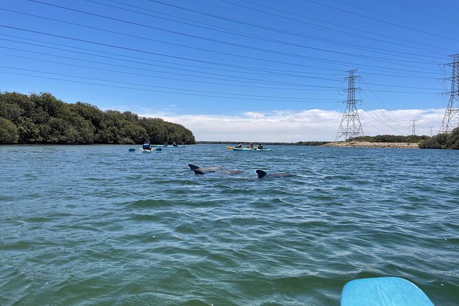 Dolphin Sanctuary Kayak Tour Adelaide - Price, timing, and what you receive