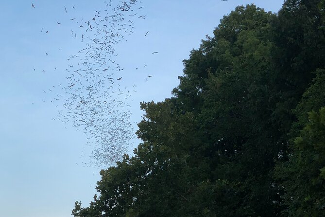 Downtown Austin Sunset Kayak Tour with 1.5 Million Bats - A bat show from the middle of Lady Bird Lake
