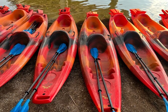 Downtown Austin Sunset Kayak Tour with 1.5 Million Bats - How easy is it for beginners and families?
