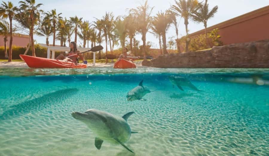 Dubai: Atlantis Dolphin Kayak Trip & Aquaventure Waterpark - Meeting dolphins at Dolphin Bay Lagoon