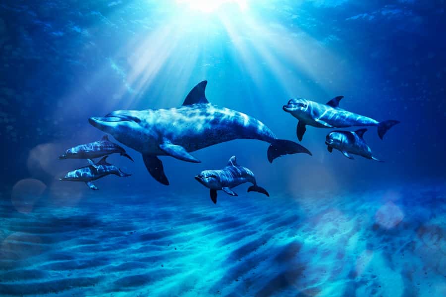 Dubai: Atlantis Dolphin Kayak Trip & Aquaventure Waterpark - What the dolphin encounter is really like