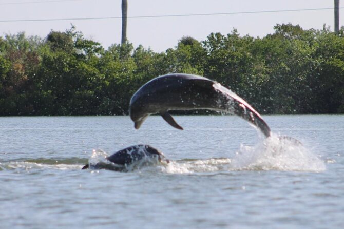 Easy Ride Pedal Kayak Tour Marco Island & Naples (Pedal or Paddle - Through the mangrove tunnels