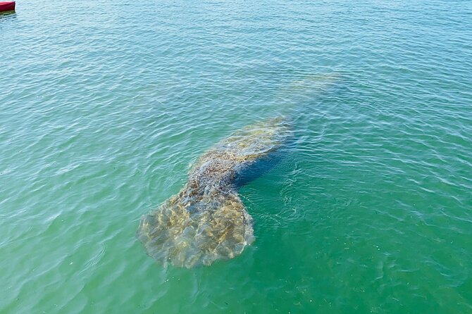 Easy Ride Pedal Kayak Tour Marco Island & Naples (Pedal or Paddle - Who will enjoy this tour most