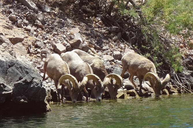 Emerald Cave & Black Canyon Kayak Tour with Vegas Pickup - What the $149 price really covers