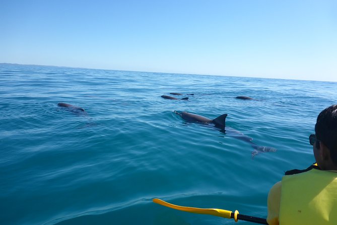 Epic Kayak With Dolphins & Wildlife - 4WD Beach Adventure Noosa - Why the 4WD ride is half the attraction
