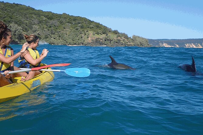 Epic Kayak With Dolphins & Wildlife - 4WD Beach Adventure Noosa - What you may see from the kayak