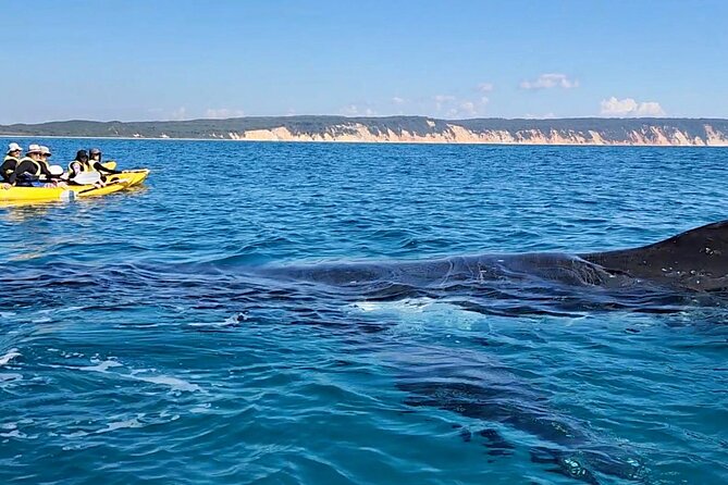 Epic Kayak With Dolphins & Wildlife - 4WD Beach Adventure Noosa - The ferry and Great Sandy National Park setting