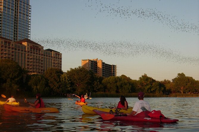 Evening Bat Watching Kayak Tour - Is $49 a good value?