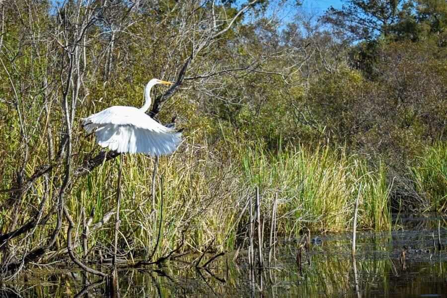 Everglades City: Guided Kayaking Tour of the Wetlands - Mangrove tunnels, cypress forests, and quiet side channels