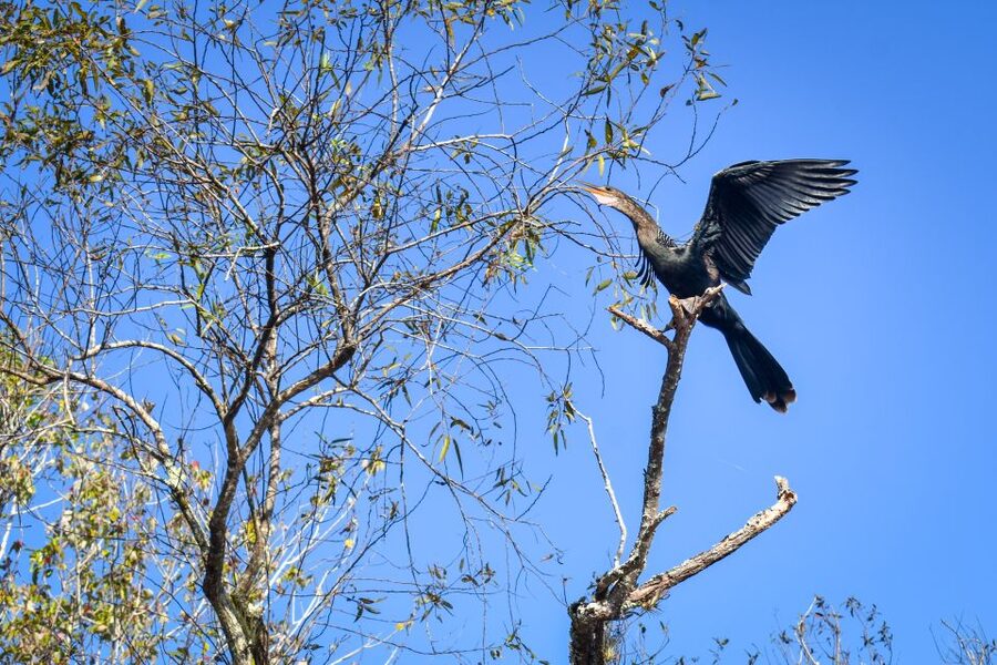 Everglades City: Guided Kayaking Tour of the Wetlands - What the naturalist guide adds