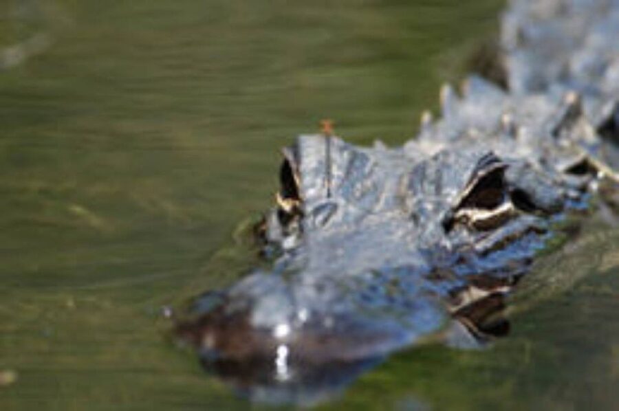 Everglades: Everglades Alligators and Orchids Kayak Eco Tour - Key points to know before you paddle