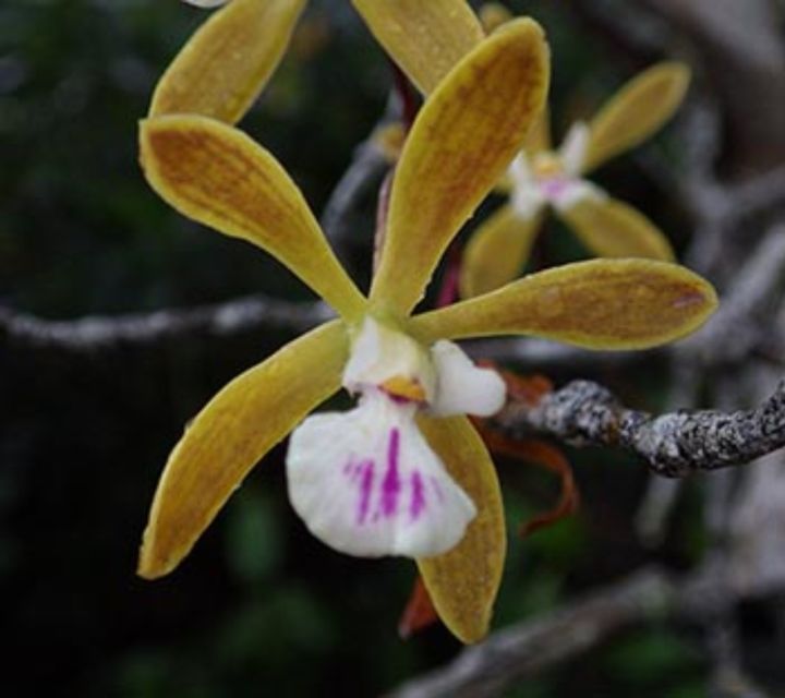 Everglades: Everglades Alligators and Orchids Kayak Eco Tour - What the three-hour route feels like