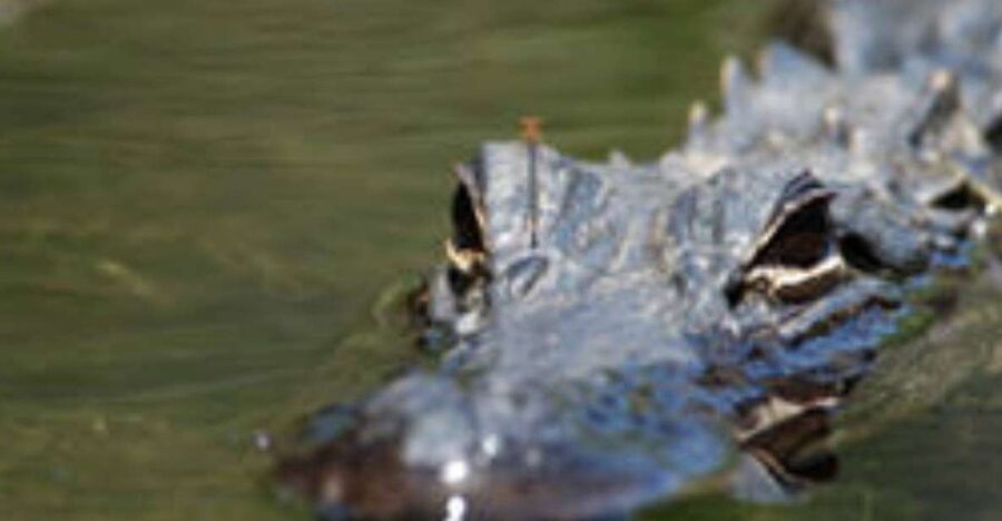 Everglades: Everglades Alligators and Orchids Kayak Eco Tour - Timing, weather, and the best chance for wildlife
