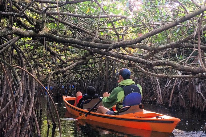 Everglades Kayak Safari Adventure Through Mangrove Tunnels - Key points to know before you paddle
