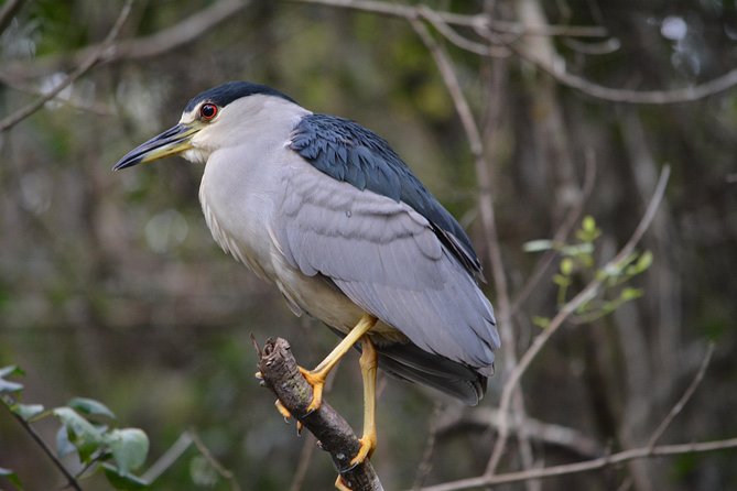 Everglades Kayak Safari Adventure Through Mangrove Tunnels - Is three hours enough for the Everglades?