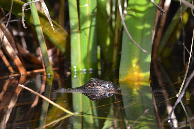 Everglades Kayak Safari Adventure Through Mangrove Tunnels - Meeting at the Tamiami Trail and Highway 29