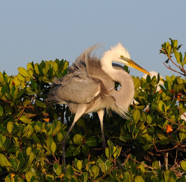 Everglades National Park 3-Hour Kayak Eco Tour - Mangrove tunnels, bird rookeries, and open water