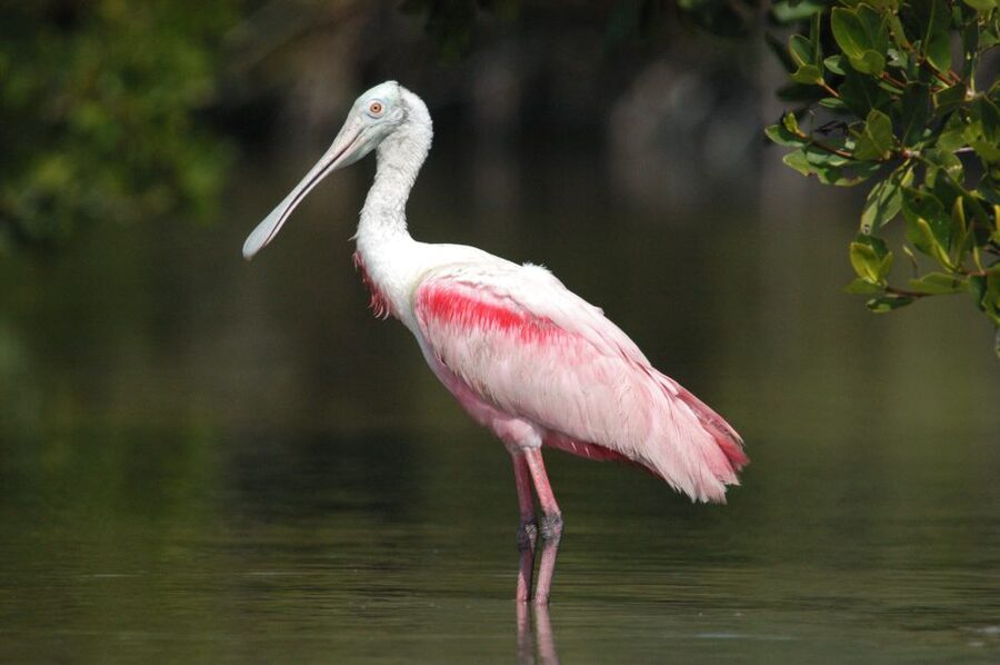 Everglades National Park 3-Hour Kayak Eco Tour - How the guides affect the value