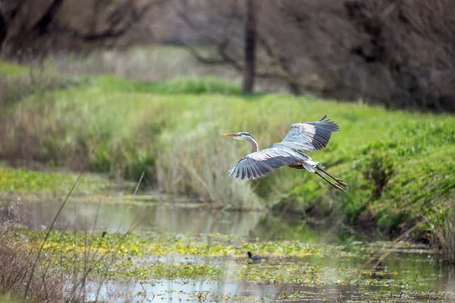 Everglades National Park: Mangrove Tunnel Kayak Eco-Tour - What the three-hour route feels like