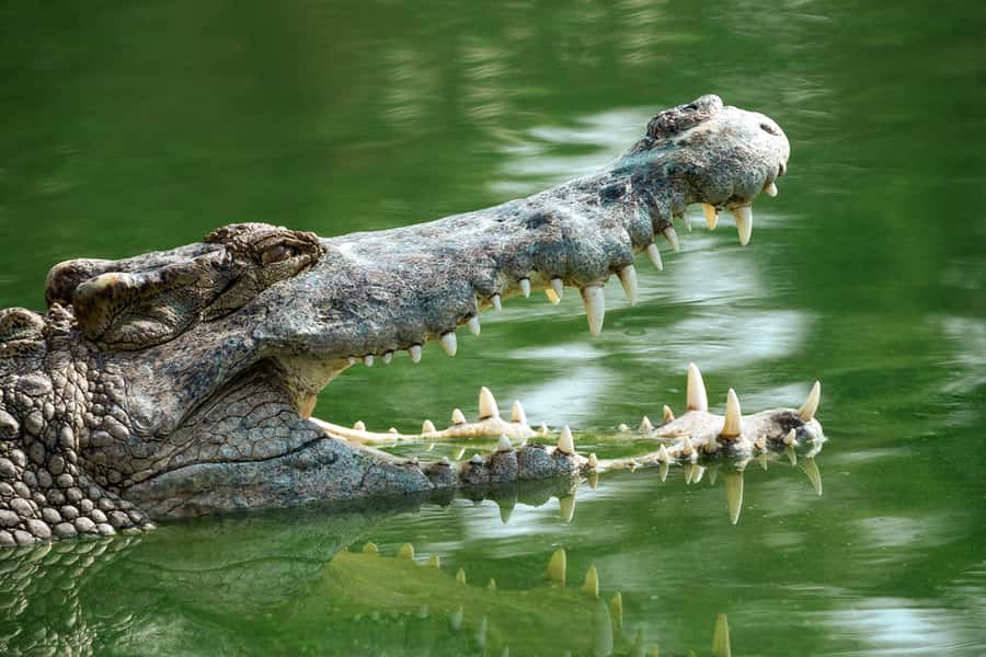 Everglades National Park: Mangrove Tunnel Kayak Eco-Tour - Is $109 per person a fair price?