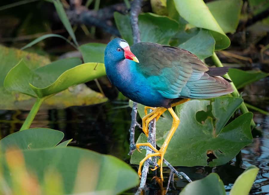 Everglades National Park: Mangrove Tunnel Kayak Eco-Tour - Who should book this kayak tour?