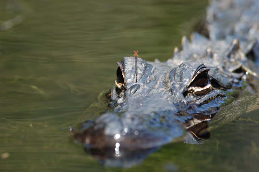 Everglades National Park: Mangrove Tunnel Kayak Eco-Tour - Meeting at the old chamber building