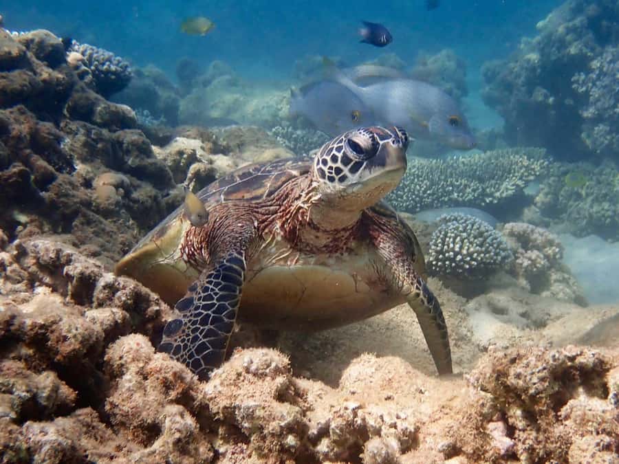 Exmouth: Half Day Turtle Kayak & Snorkel Tour - Key points to know before you book