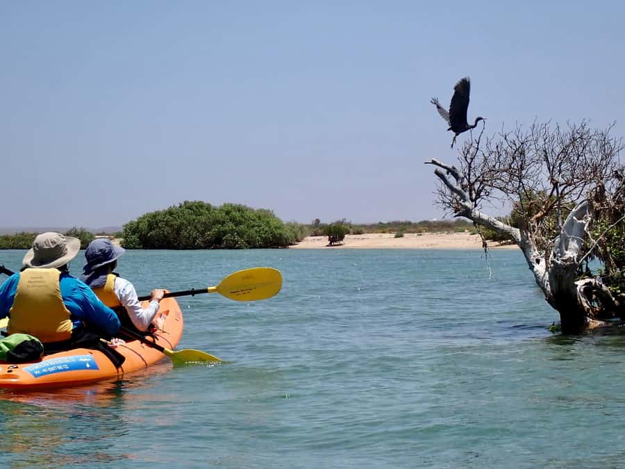 Exmouth: Half Day Turtle Kayak & Snorkel Tour - What $106 buys you