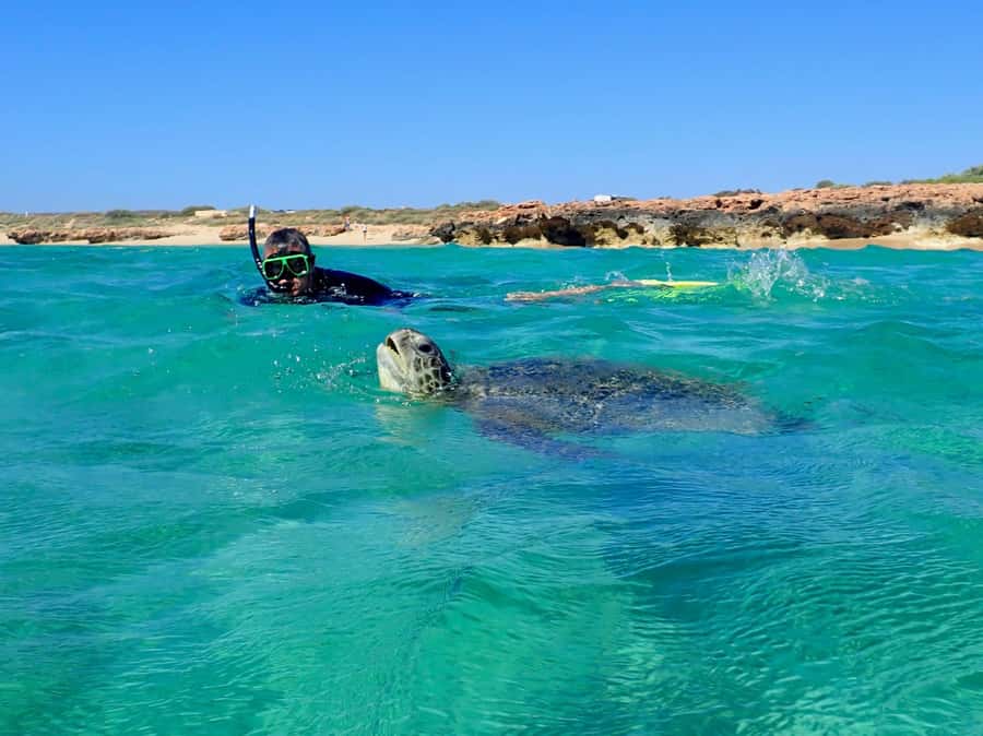Exmouth: Half Day Turtle Kayak & Snorkel Tour - Pickup times are built around the tide