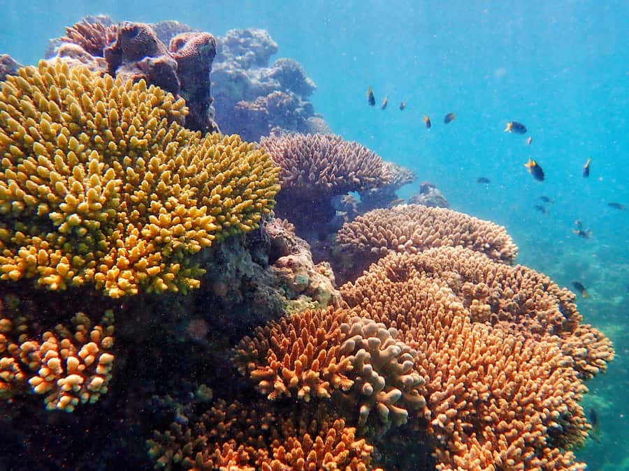 Exmouth: Lagoon Explorer - Full day kayak & Snorkel tour - Two ways to snorkel Ningaloo Reef