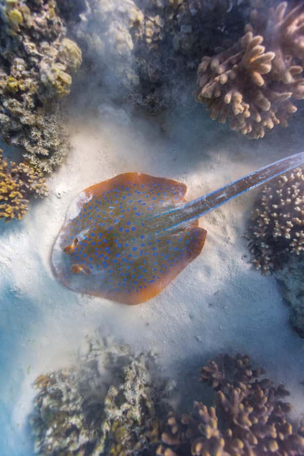 Exmouth: Lagoon Explorer - Full day kayak & Snorkel tour - Who should book this $198 tour?