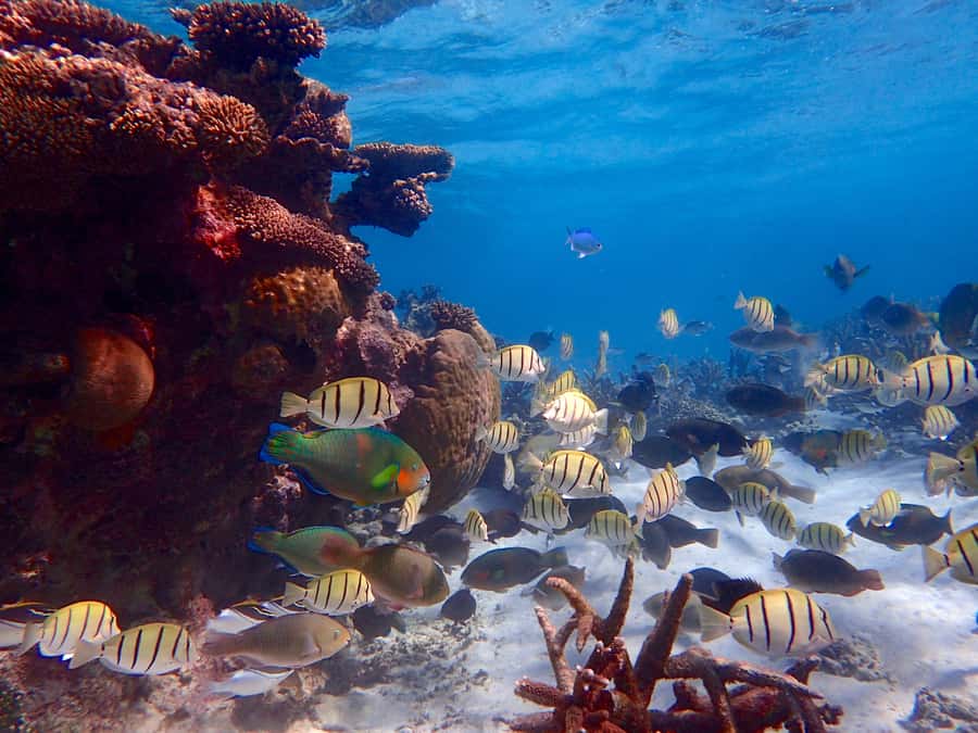 Exmouth: Lagoon Explorer - Full day kayak & Snorkel tour - What you see before snorkelling