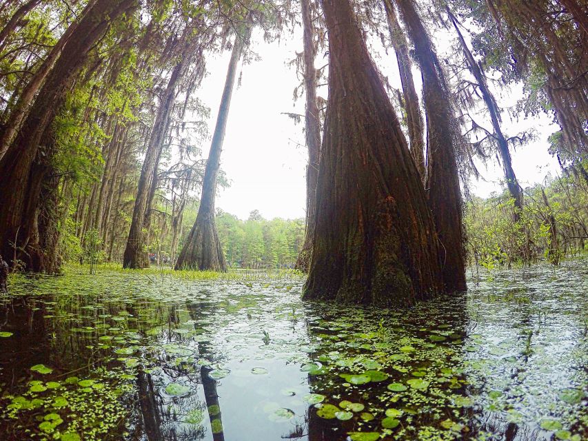 Florida Keys: Key West Kayak Eco Tour with Nature Guide - Should you book the Key West kayak eco tour?