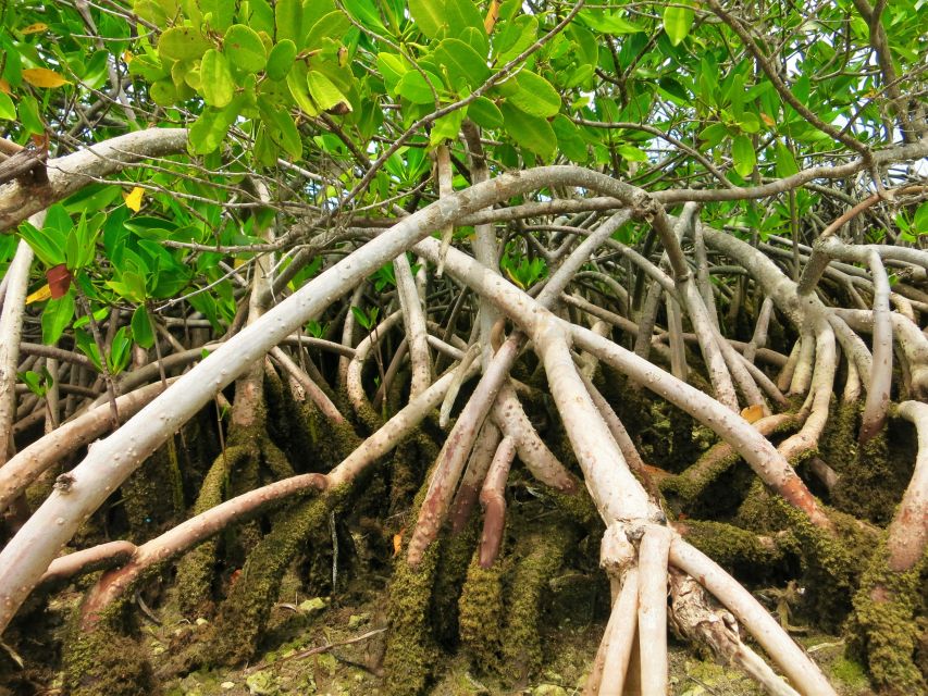 Florida Keys: Key West Kayak Eco Tour with Nature Guide - Timing, meeting details, and practical planning
