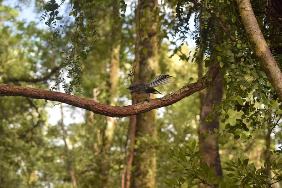 Franz Josef: Kayak & Walking Tour to Okarito Kiwi Sanctuary - Weather, clothing, and practical comfort