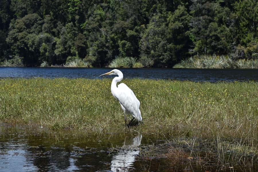 Franz Josef: Kayak & Walking Tour to Okarito Kiwi Sanctuary - Who should book this experience?