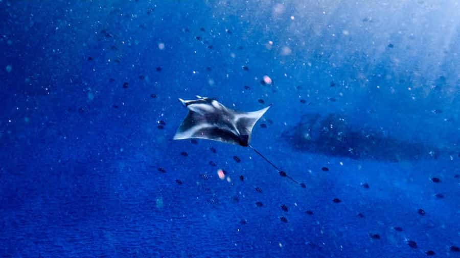 From Bali: Nusa Penida Snorkel 3 Spots w/ GoPro & Kayak tour - Key points to know before booking