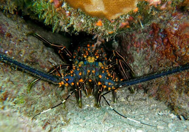 From Cabo: Cabo Pulmo Marine Park Snorkeling and Kayaking - Who will enjoy this day most