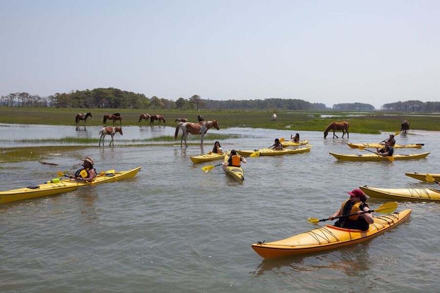 From Chincoteague: Guided Kayak Tour to Assateague Island - Practical details that affect your day